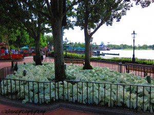 Flowers Epcot