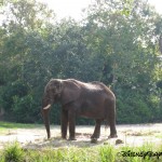 Animal Kingdom Elephant