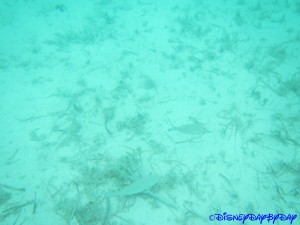Castaway Cay Underwater 1