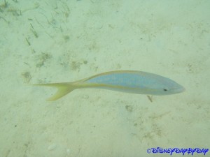 Castaway Cay Underwater 15