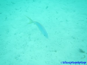 Castaway Cay Underwater 2