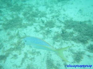 Castaway Cay Underwater 3