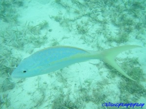 Castaway Cay Underwater 7