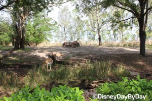 Animal Kingdom - Maharajah Jungle Trek 26
