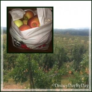 Germany Apple Farm-1 DisneyDayByDay